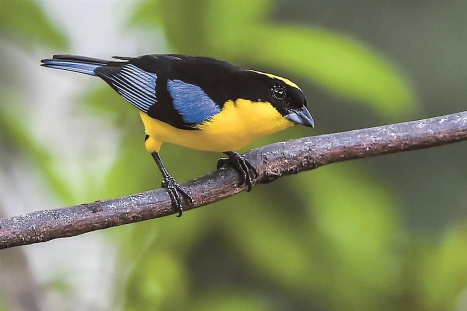 Birdwatcher looking for Eden in Colombia