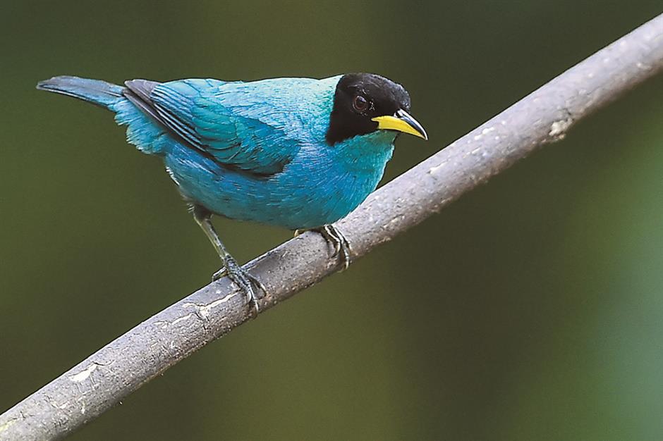 Birdwatcher looking for Eden in Colombia