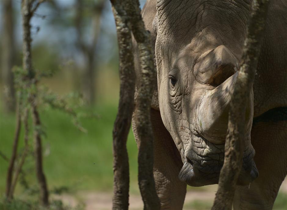 World's oldest only male northern white rhino dies in Kenya