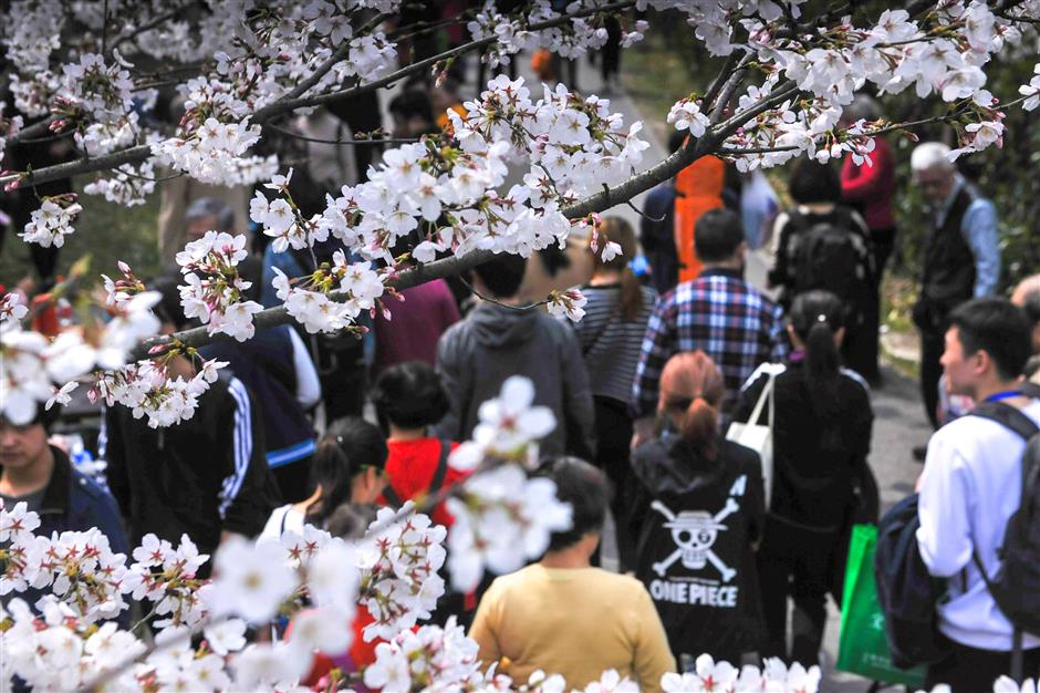 Visitors receive discount passports at cherry blossom festival