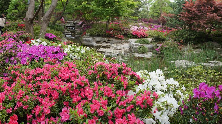 Binjiang Forest Park puts on display exuberant azalea blossom