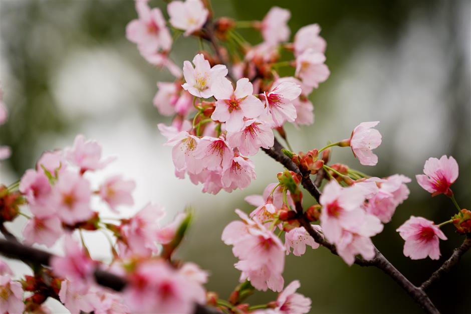 Tens of thousands rush to enjoy cherry blossom festival