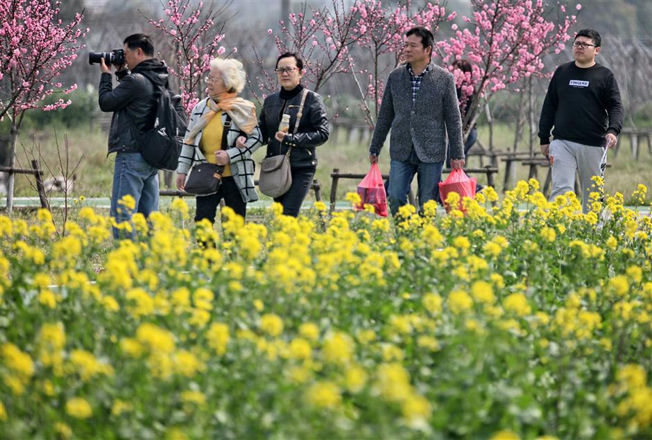 Festival floods urban landscape with a sea of blooming colors