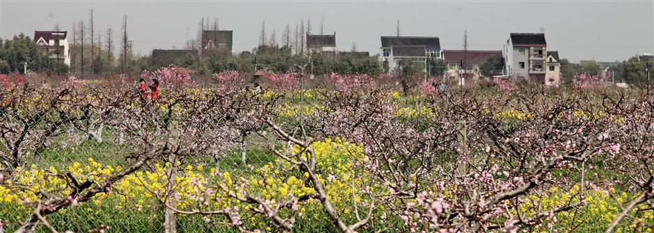 Festival floods urban landscape with a sea of blooming colors