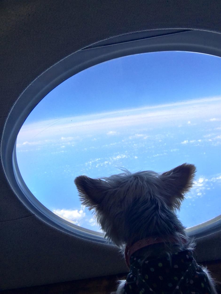 Pampered pooches fly high