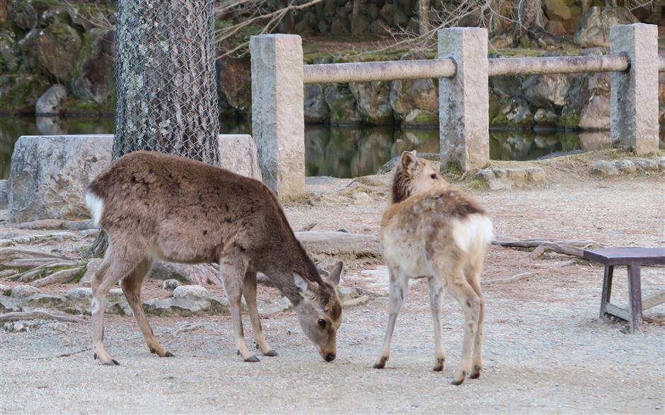 Japan's Nara Park issues feeding tips after more tourists get bitten by deer