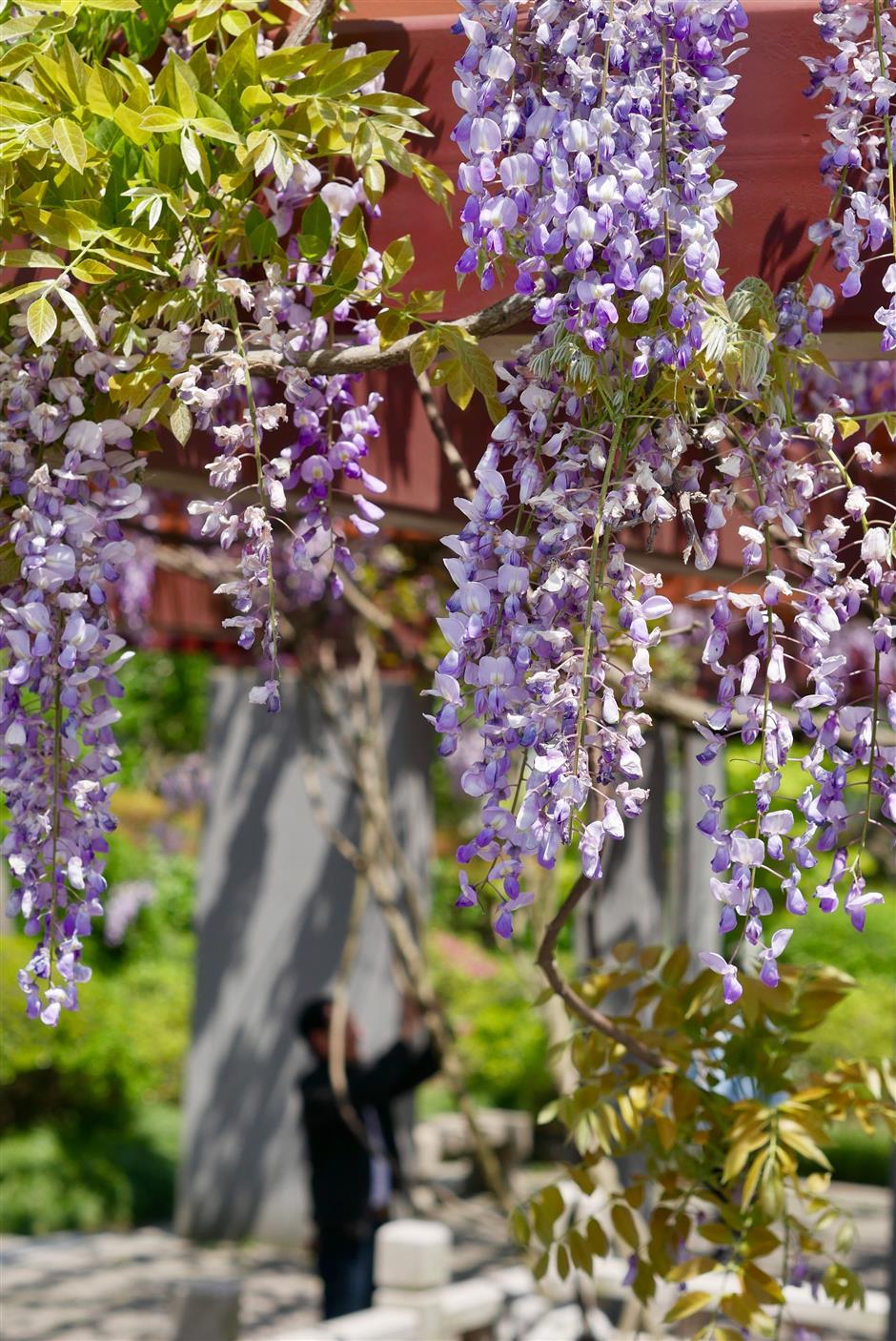 Flowers in full bloom at Shanghai's Old Wisteria Park