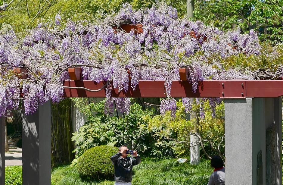 Flowers in full bloom at Shanghai's Old Wisteria Park