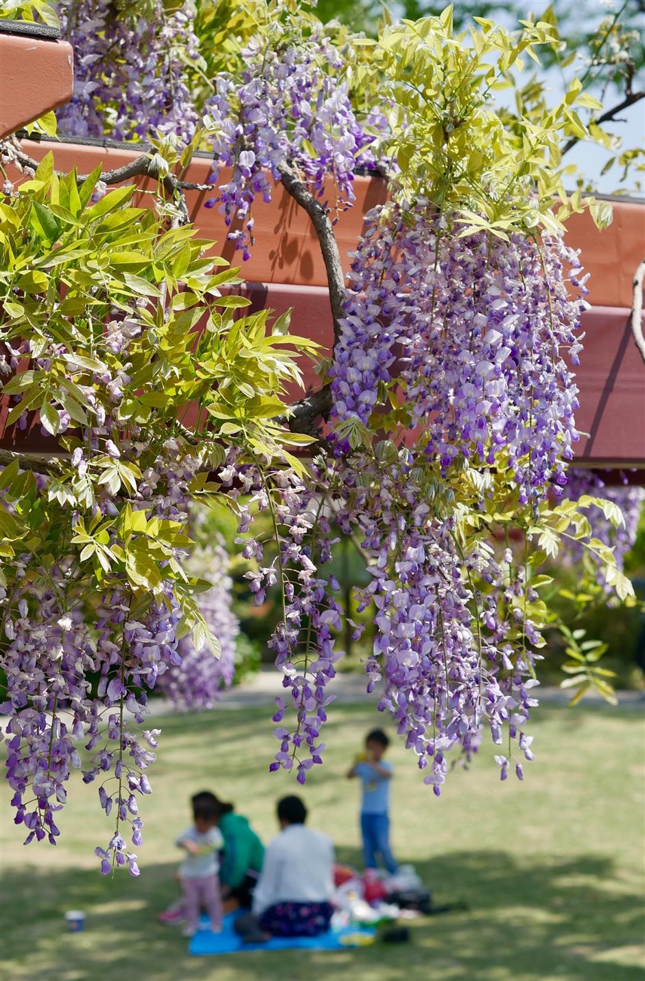 Flowers in full bloom at Shanghai's Old Wisteria Park