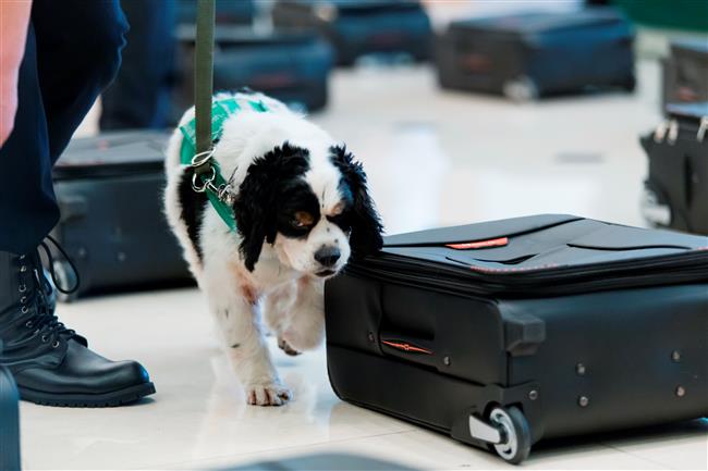 Sniffer dog put up for adoption