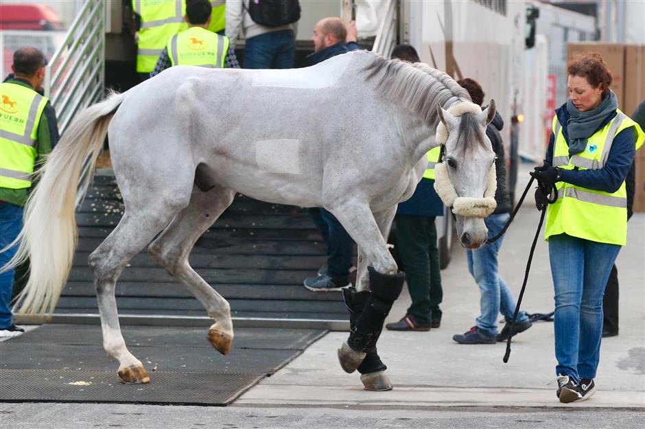 Horses arrive for Shanghai Longines Global Champions Tour