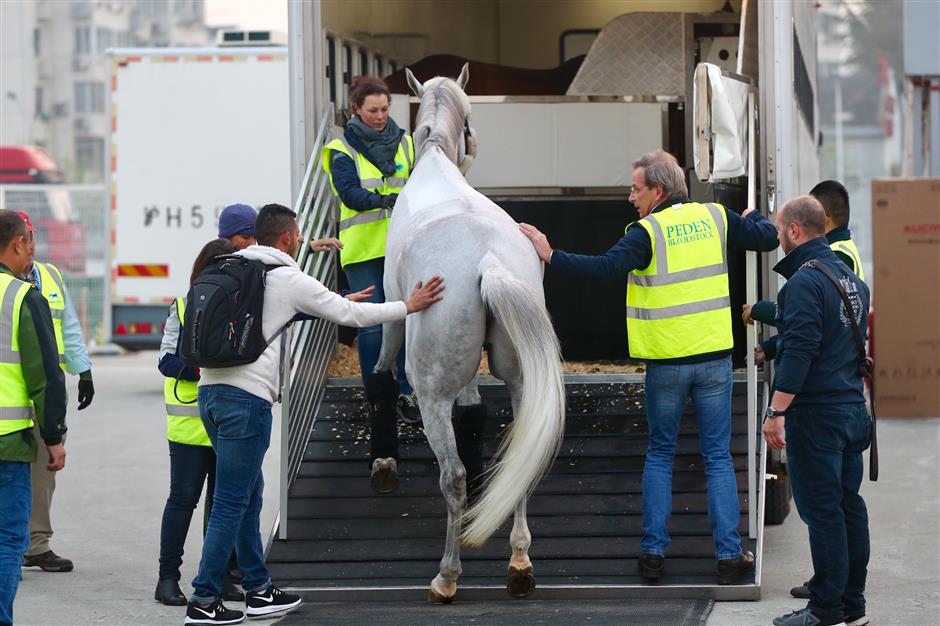 Horses arrive for Shanghai Longines Global Champions Tour