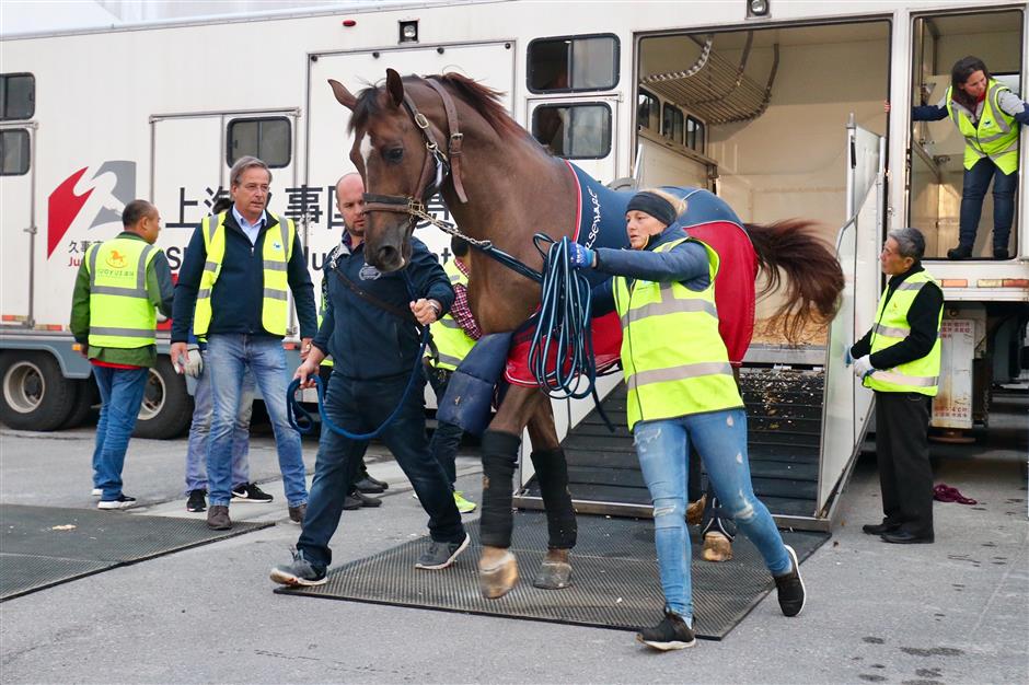 Horses arrive for Shanghai Longines Global Champions Tour