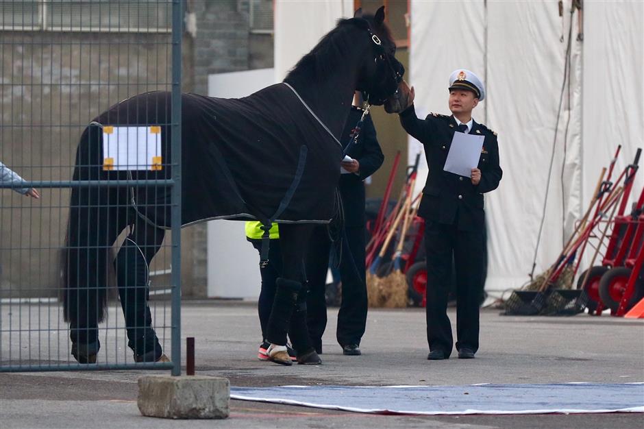 Horses arrive for Shanghai Longines Global Champions Tour