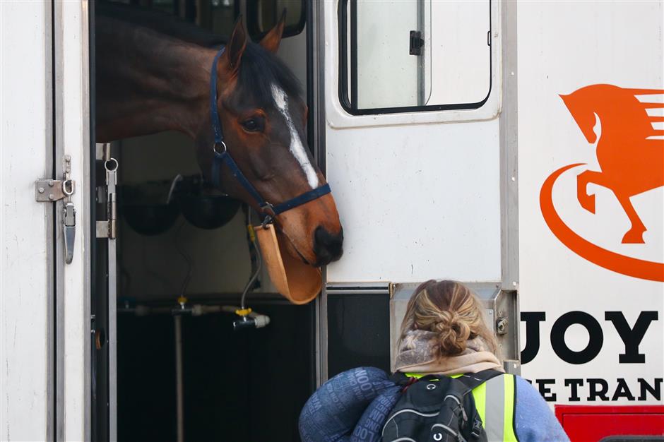 Horses arrive for Shanghai Longines Global Champions Tour