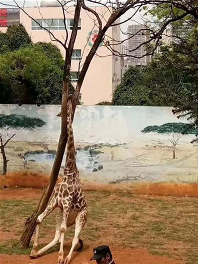 Giraffe dies after becoming stuck between branches at Kunming zoo