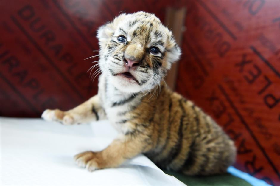 NE China breeding center welcomes over 30 Siberian tiger cubs