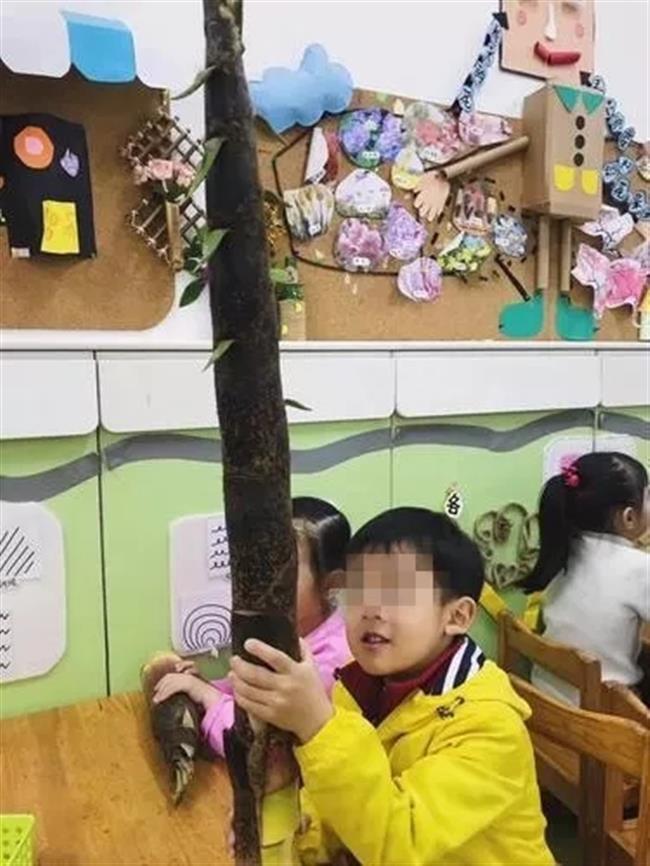 Boy shocks class with meter-long bamboo shoot