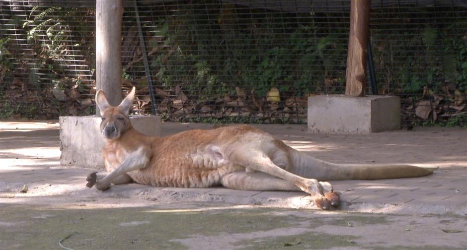 Brick-throwing China zoo-goers kill kangaroo, injure another