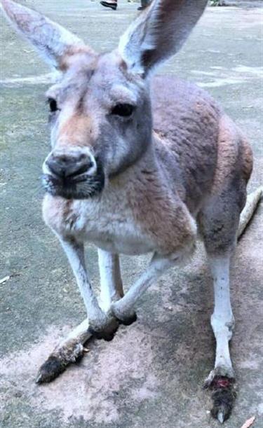 Brick-throwing China zoo-goers kill kangaroo, injure another