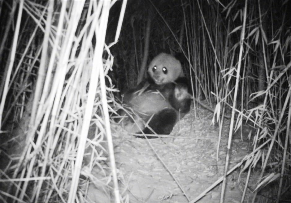 Cameras capture wild panda cubs in former quake site