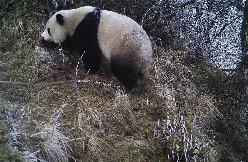 Cameras capture wild panda cubs in former quake site