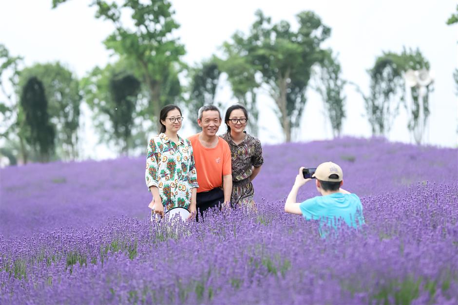 Annual lavender festival begins at tourism and resorts zone