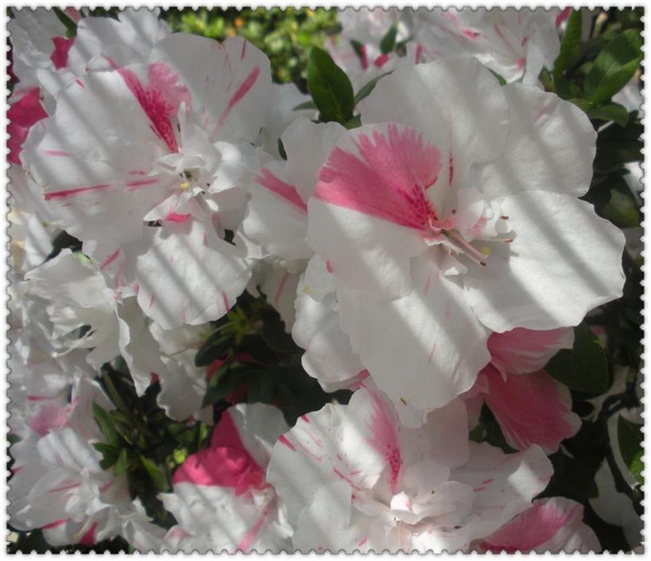 He's blooming passionate about rhodies