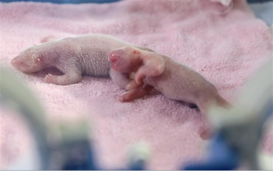 First twin panda cubs of the year born