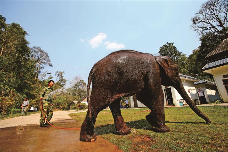 The elephant doctor of Yunnan