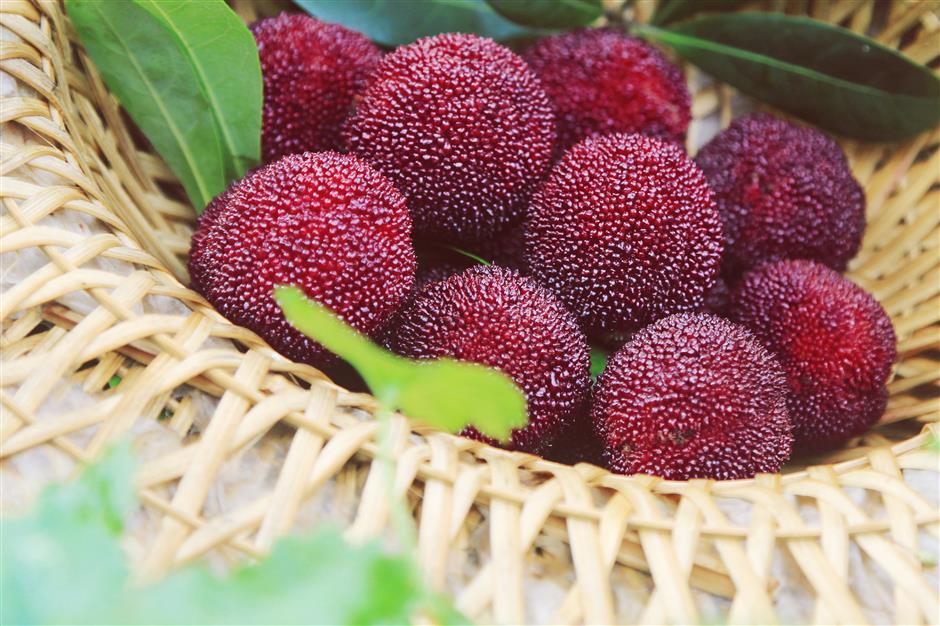 Xianju lures Shanghai tourists with sweet and juicy waxberries