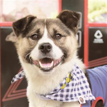 Prince the Dog