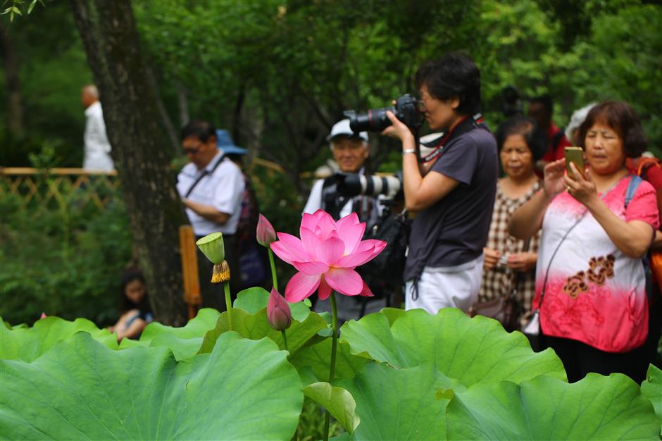 Guyi Garden blooms with lotus-lily exhibition