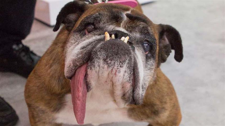 RIP: World's Ugliest Dog dead at age 9