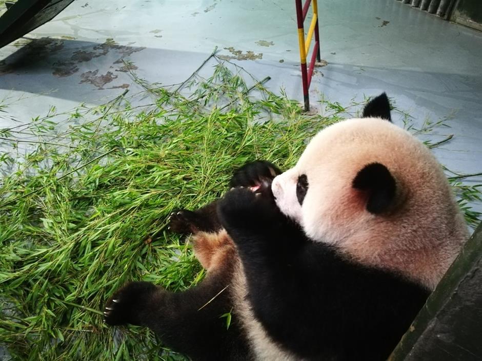 Zoos help animals beat the heat