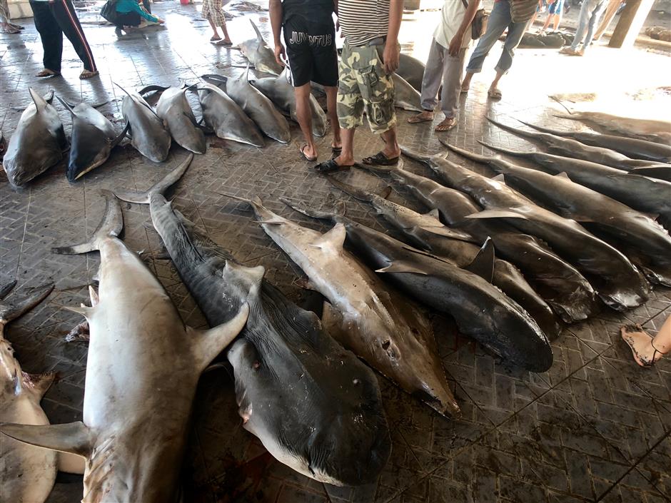 Chinese diving duo changing lives, just one shark at a time