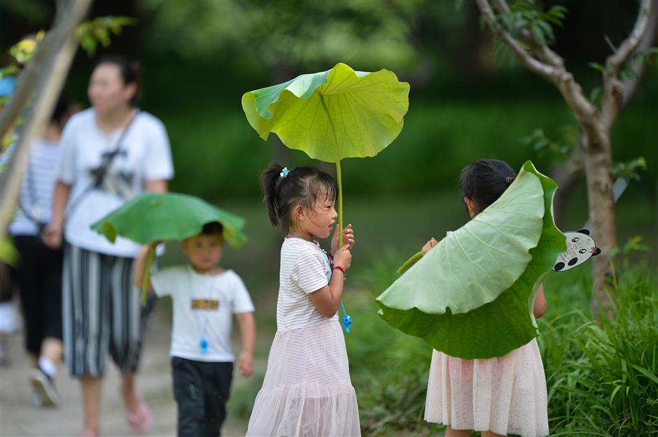 Lotuses in bloom in Shanghai