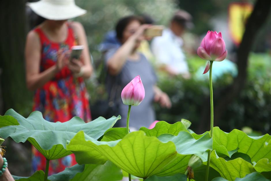 Lotuses in bloom in Shanghai