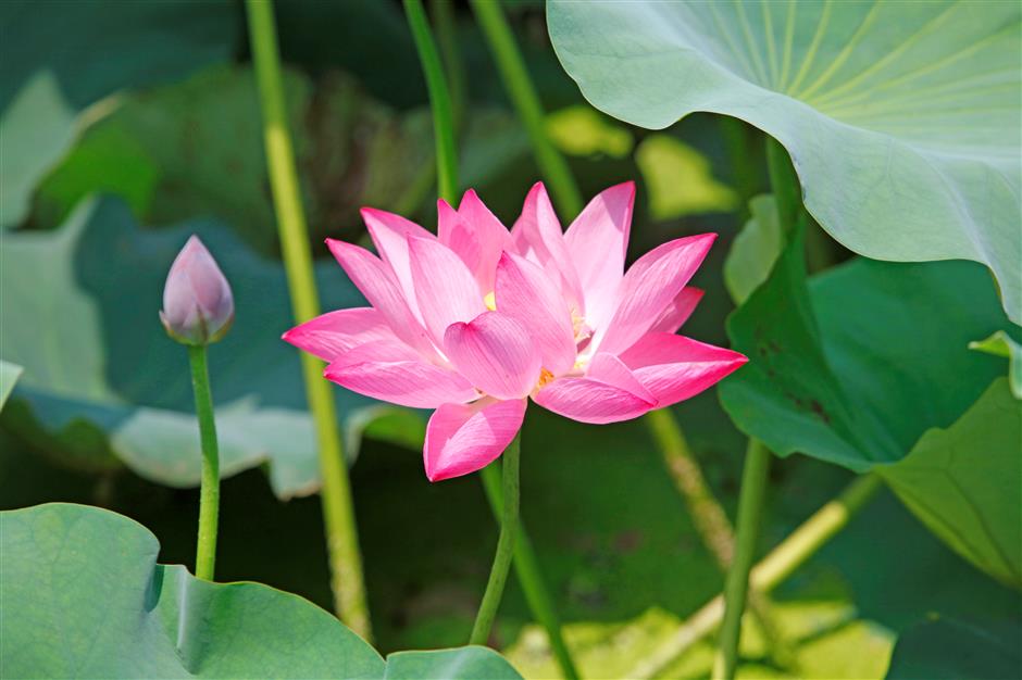 Lotuses in bloom in Shanghai