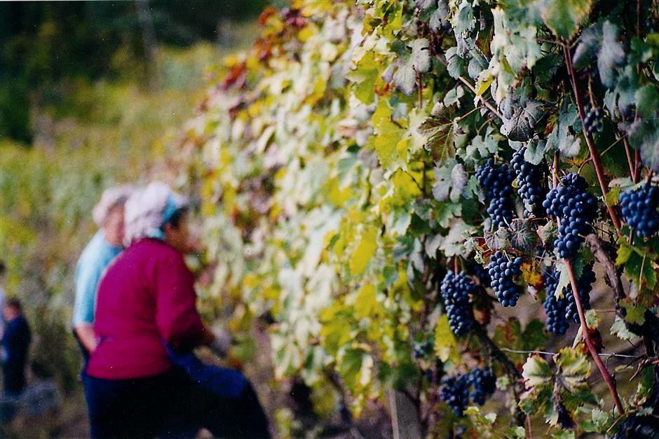 Wine connoisseur making whistle-stop tour to lead a two-day master class