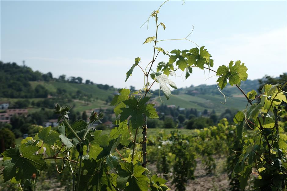 Monferrato, an idyllic oasis of vineyards