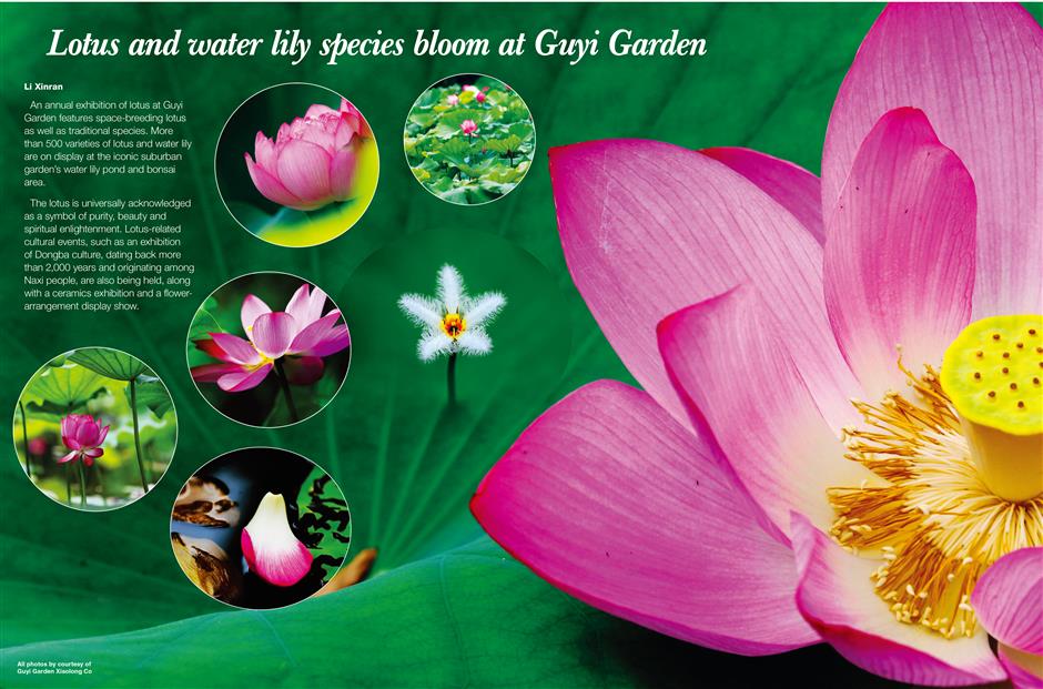 Lotus and water lily species bloom at Guyi Garden