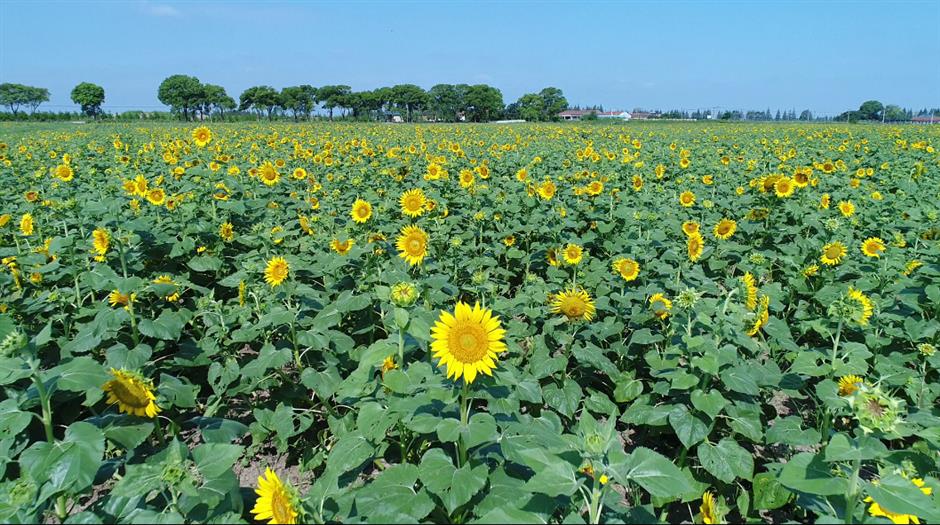 Bright Garden visitor center now open