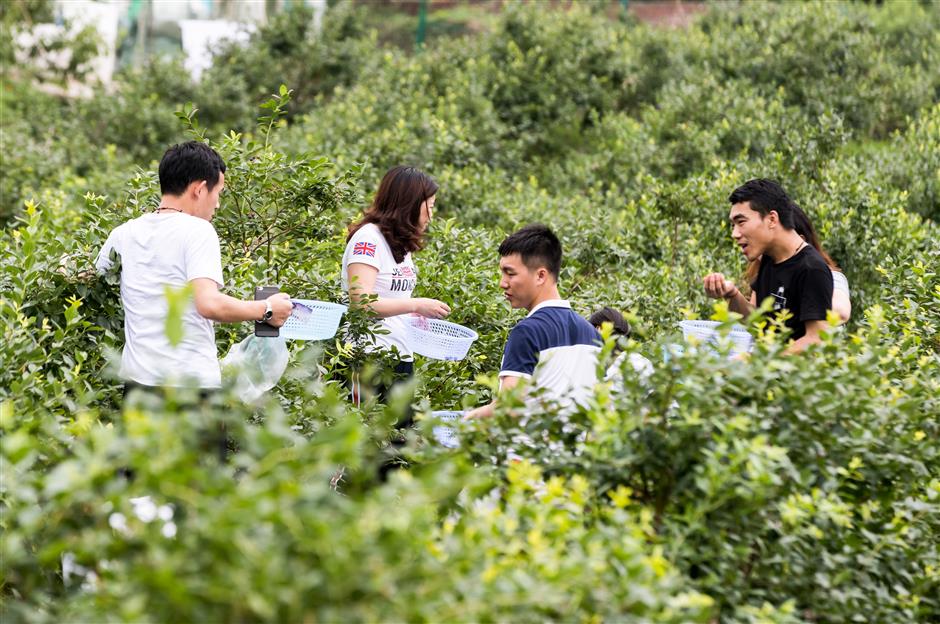 Chinese tourists explore rural tourism