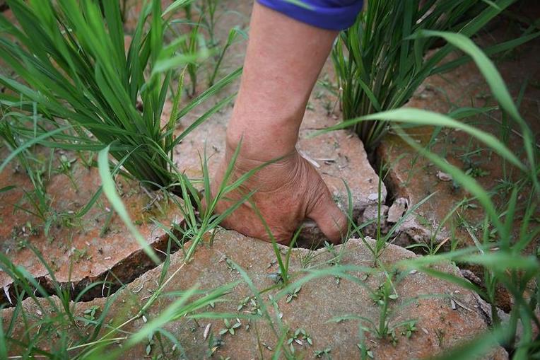 Some parts of Jiangxi suffer from drought for days