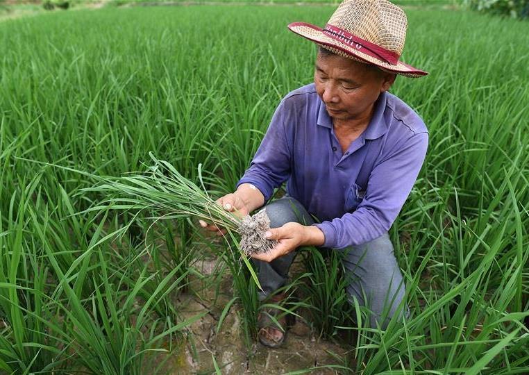 Some parts of Jiangxi suffer from drought for days