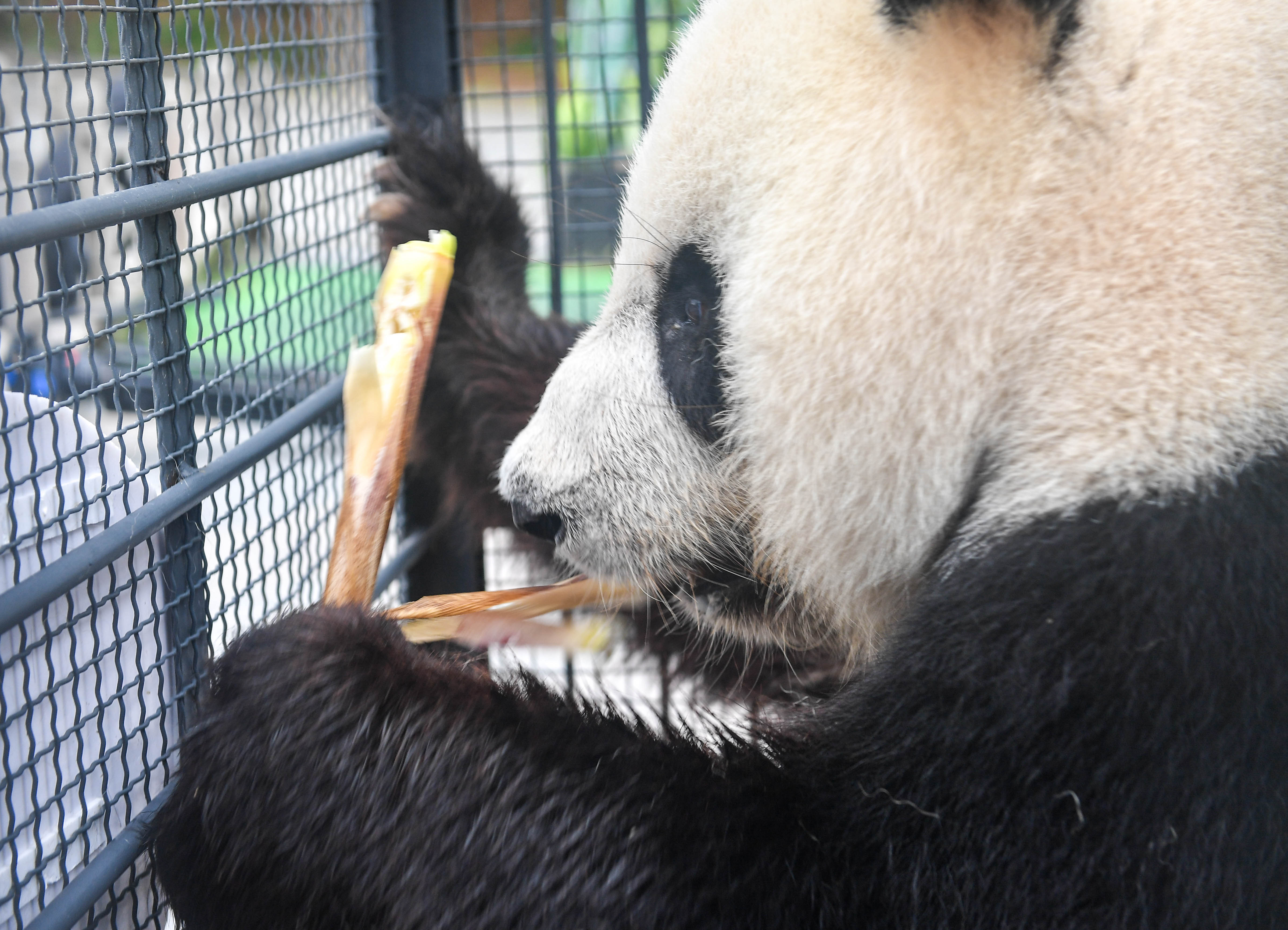 giant-pandas-start-journey-back-to-sichuan-for-2019-breeding-program