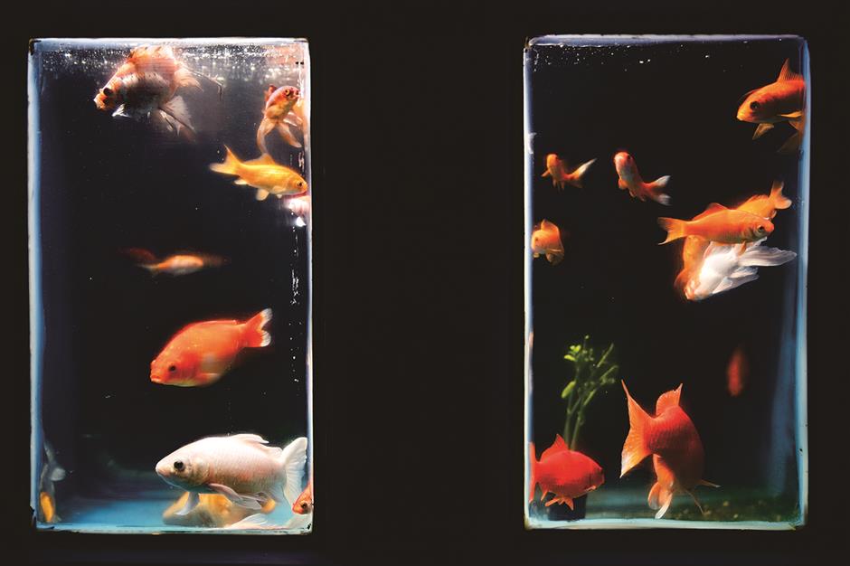 Paris aquarium offers a second life for unwanted pet goldfishes