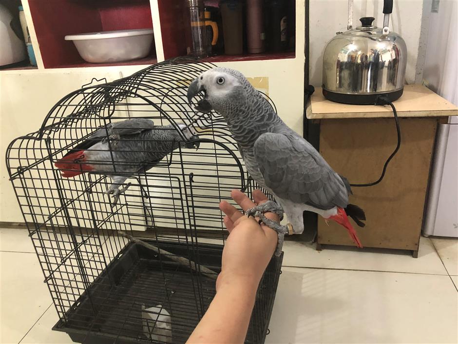 Dealers of rare parrots arrested