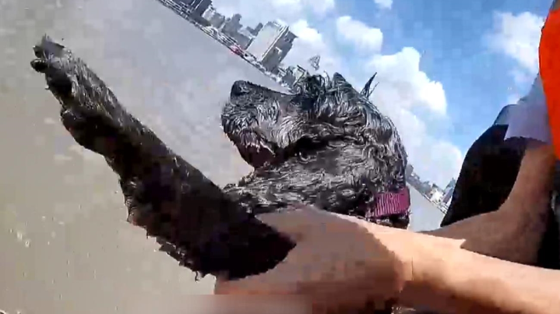 Woman jumps into the Huangpu River to save dog SHINE News